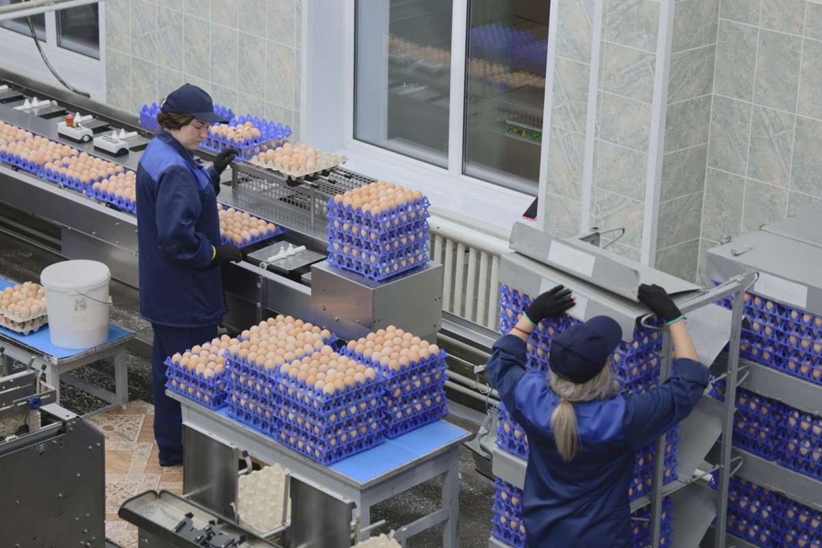 Птицефабрика «Пионерское» вышла на объемы производства 100 тысяч яиц в день