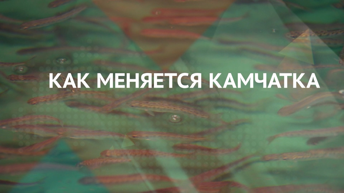 Производительность рыбоводных заводов на Камчатке увеличена почти на 20 процентов за два года